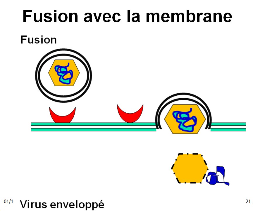 Multplication virale dans la cellule 6