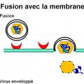 Multplication virale dans la cellule 6