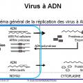 Multplication virale dans la cellule 8