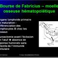 Organes de l'immunité 10