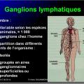 Organes de l'immunité 11