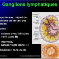 Organes de l'immunité 12