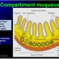 Organes de l'immunité 15