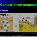 Organes de l'immunité 16