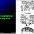 Organes de l'immunité 17