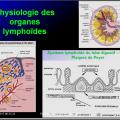 Organes de l'immunité 18