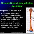 Organes de l'immunité 2