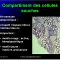 Organes de l'immunité 3