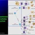 Organes de l'immunité 4