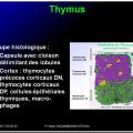 Organes de l'immunité 7