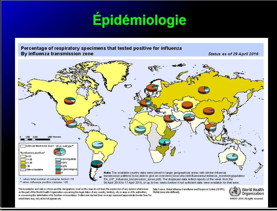 Orthomyxoviridae et infections par virus de la grippe 10