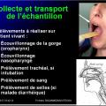 Orthomyxoviridae et infections par virus de la grippe 11