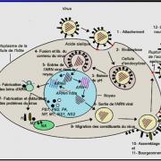 Orthomyxoviridae et infections par virus de la grippe 3