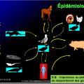 Orthomyxoviridae et infections par virus de la grippe 8