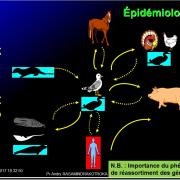 Orthomyxoviridae et infections par virus de la grippe 8