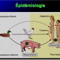 Orthomyxoviridae et infections par virus de la grippe 9