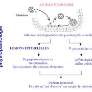 Pneumocystis et pneumocystose 4