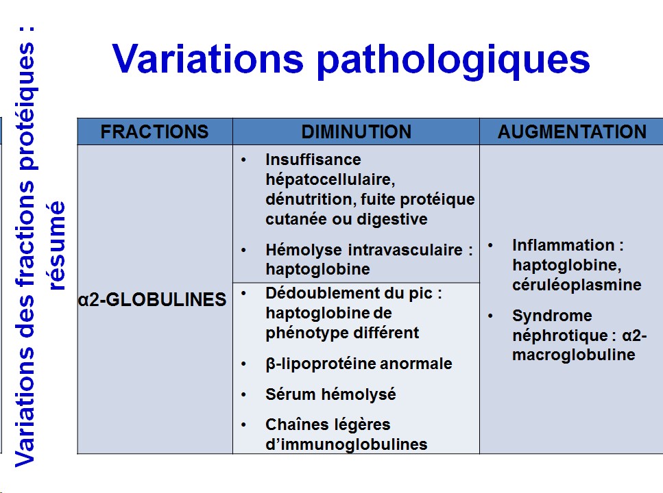 Protéines plasmatiques 13