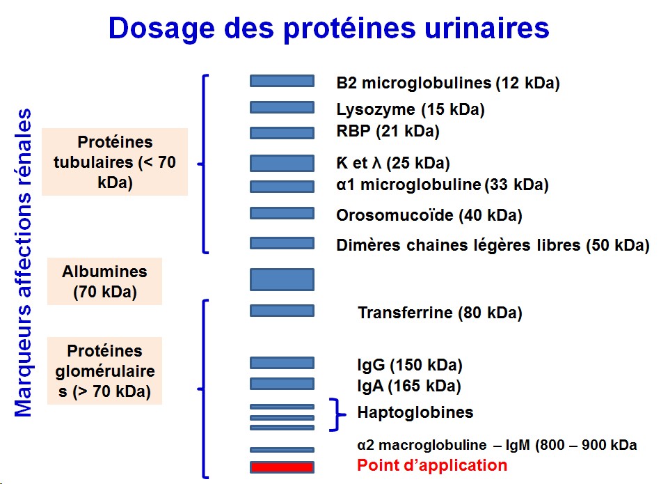 Protéines urinaires 14