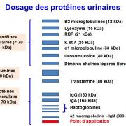 Protéines urinaires 14