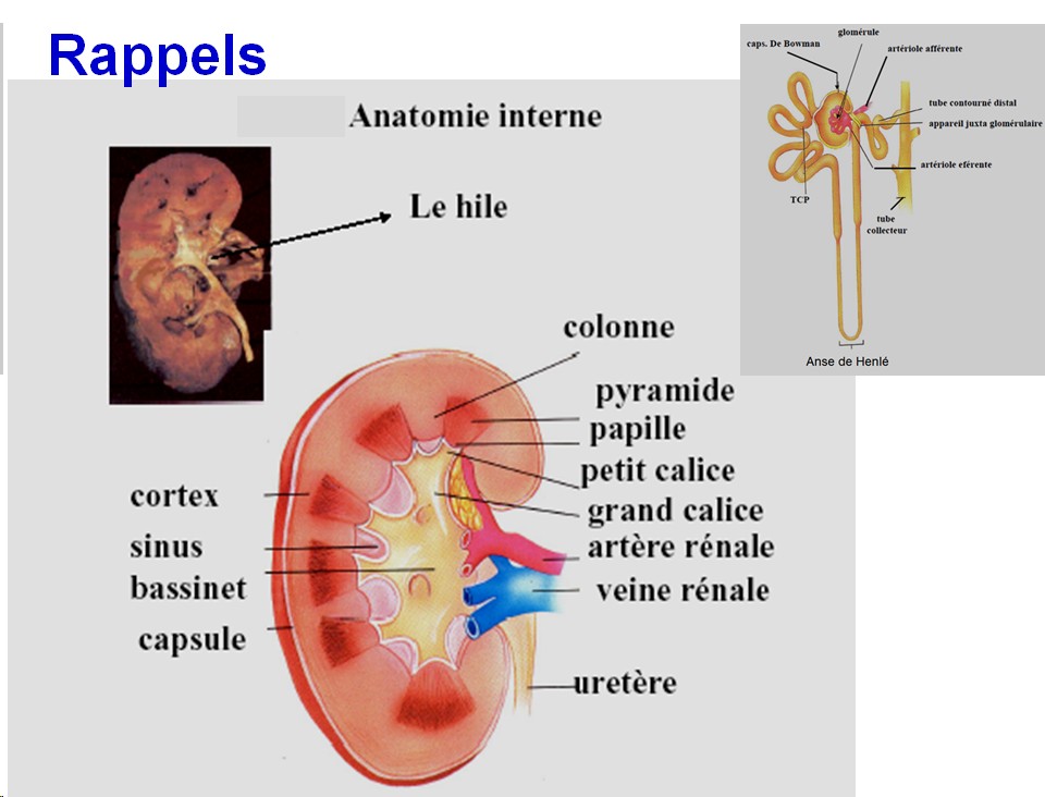 Protéines urinaires 2