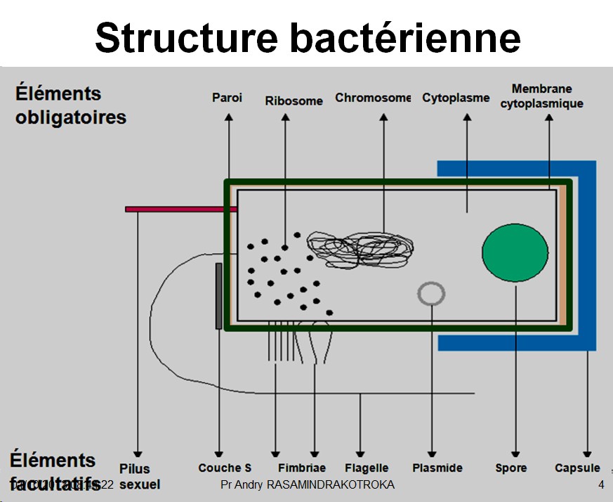 Rappels sur les bactéries 2