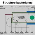 Rappels sur les bactéries 2