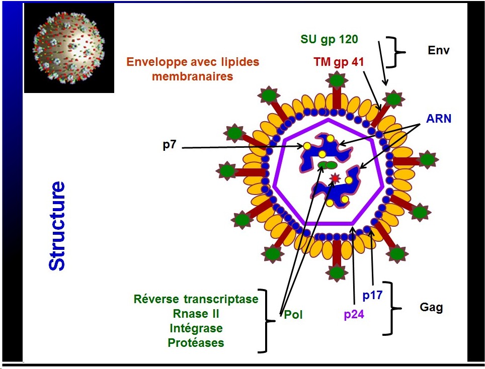 Retroviridae et infections par HTLV et VIH 2