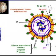 Retroviridae et infections par HTLV et VIH 2