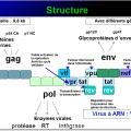 Retroviridae et infections par HTLV et VIH 3