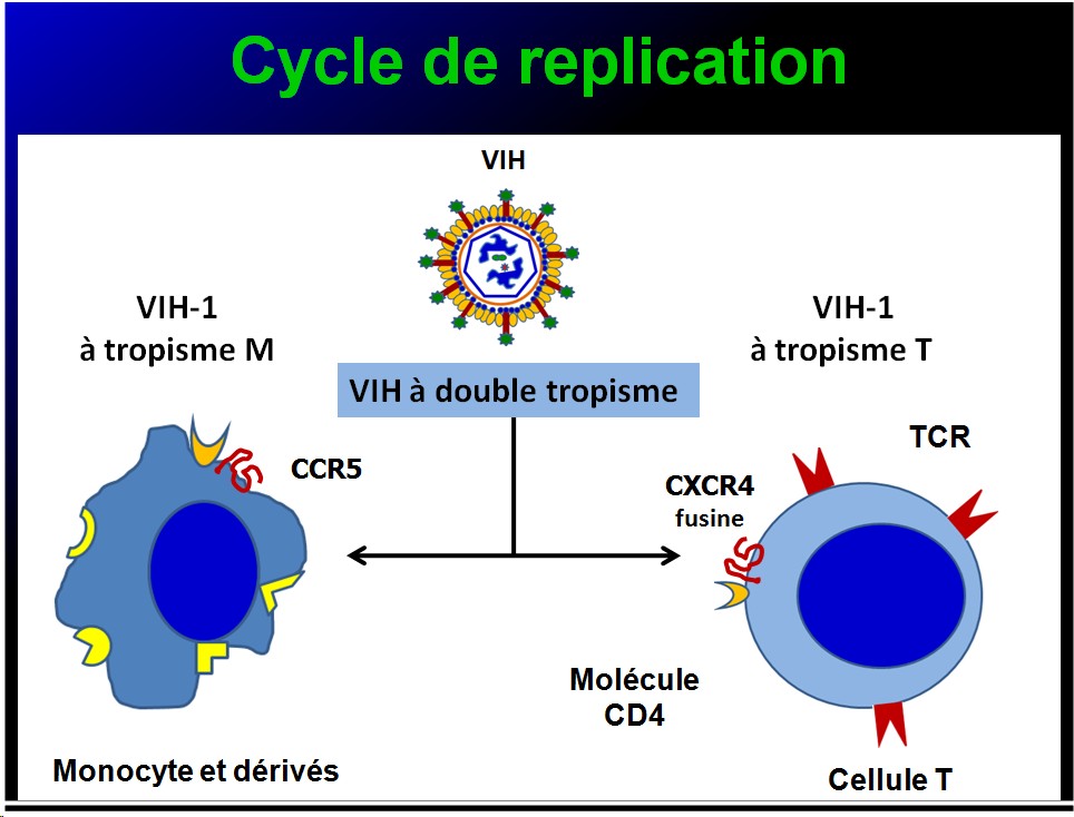 Retroviridae et infections par HTLV et VIH 4
