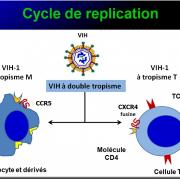Retroviridae et infections par HTLV et VIH 4