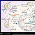 Retroviridae et infections par HTLV et VIH 5