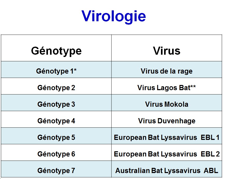 Rhabdoviridae - virus de la rage (1)