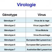 Rhabdoviridae - virus de la rage (1)