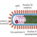 Rhabdoviridae - virus de la rage (2)