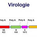 Rhabdoviridae - virus de la rage (3)