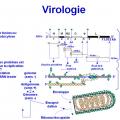 Rhabdoviridae - virus de la rage (4)