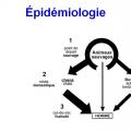 Rhabdoviridae - virus de la rage (7)