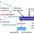 Schéma général du métabolisme des glucides