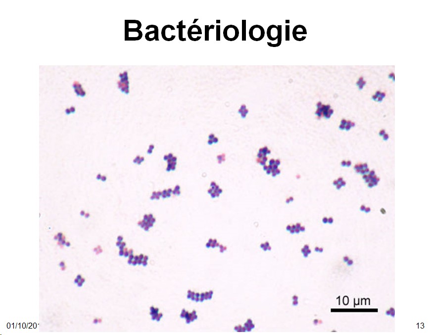 Staphylococcus et infections à staphylocoques 2