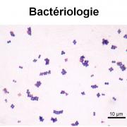 Staphylococcus et infections à staphylocoques 2