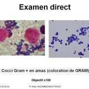 Staphylococcus et infections à staphylocoques 6