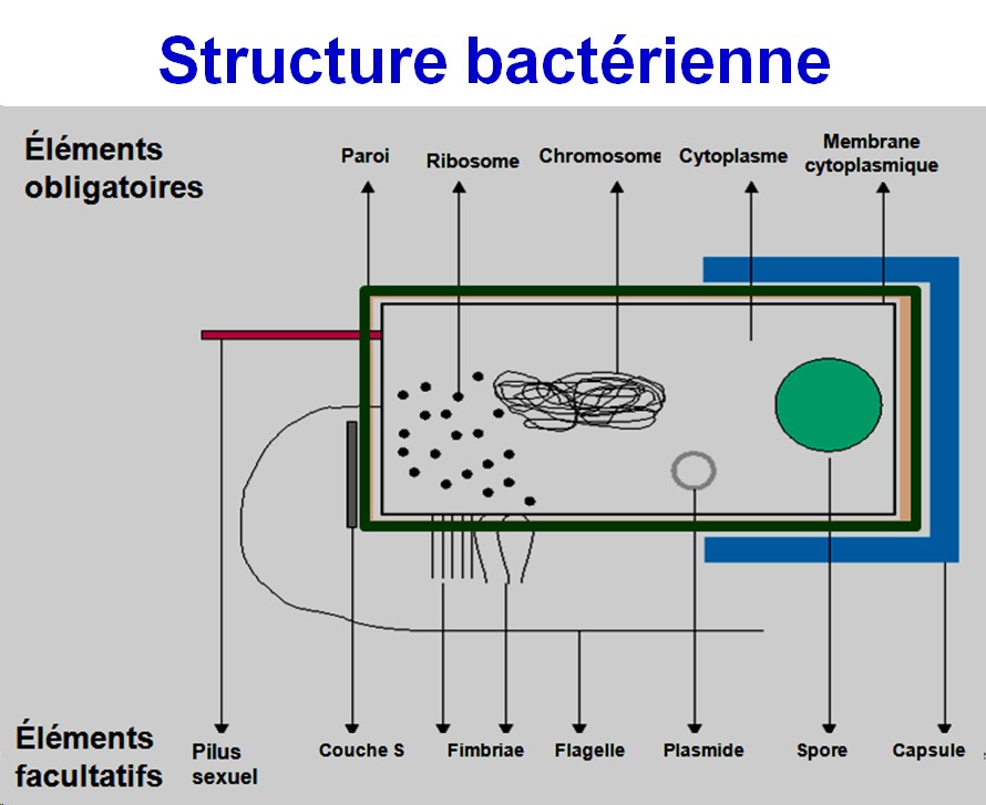 Structure bactérienne 3