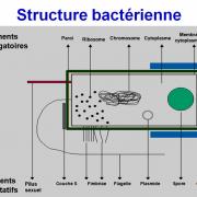 Structure bactérienne 3