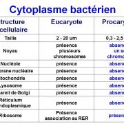 Structure bactérienne 4