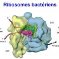 Structure bactérienne 5