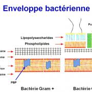 Structure bactérienne 6