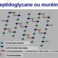 Structure bactérienne 7