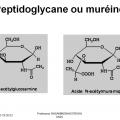 Structure bactérienne 8